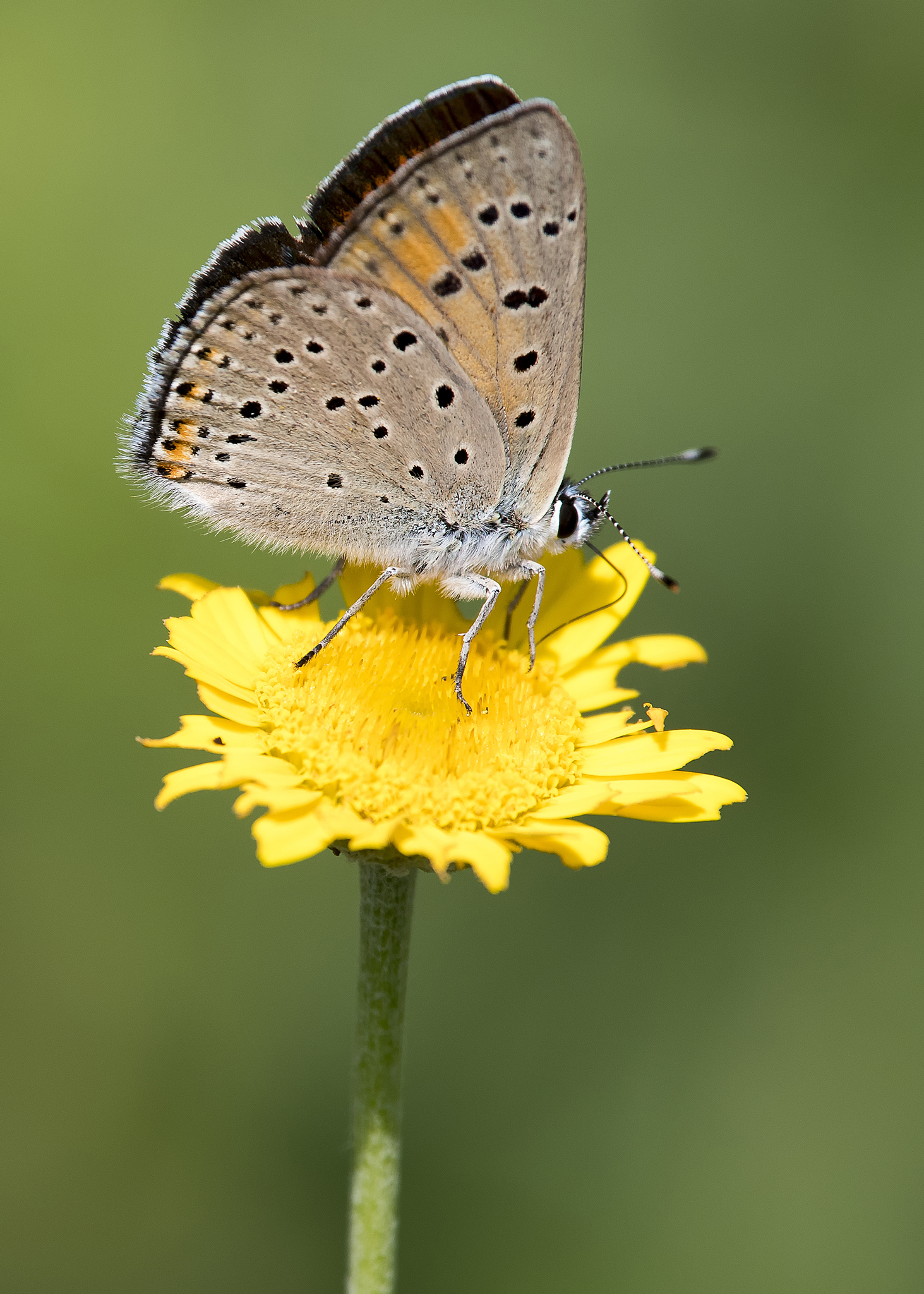 Natuur In Foto's - VLINDERS - VUURVLINDERS